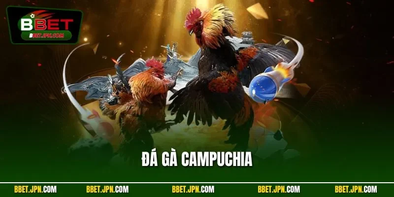 Đá Gà Campuchia - Màn Tranh Tài Bùng Nổ, Kèo Cược Độc Quyền