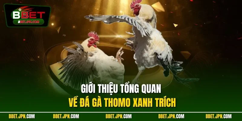 Giới thiệu tổng quan về đá gà thomo xanh trích