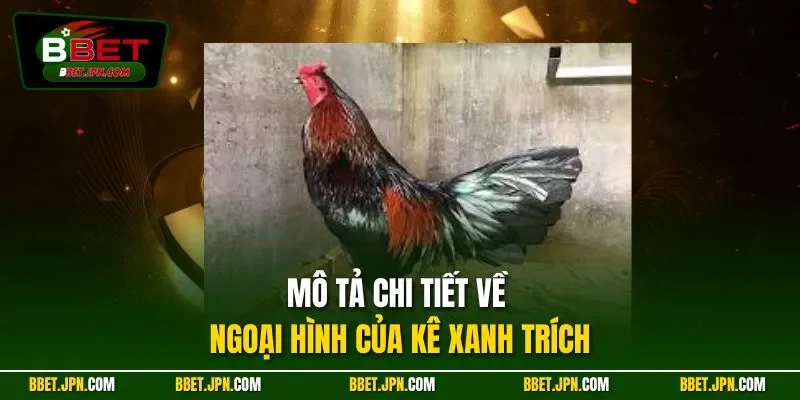 Mô tả chi tiết về ngoại hình của kê xanh trích