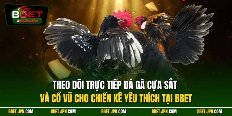 Theo dõi trực tiếp đá gà cựa sắt và cổ vũ cho chiến kê yêu thích tại BBET